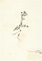 藏品(沼生豬殃殃)的圖片